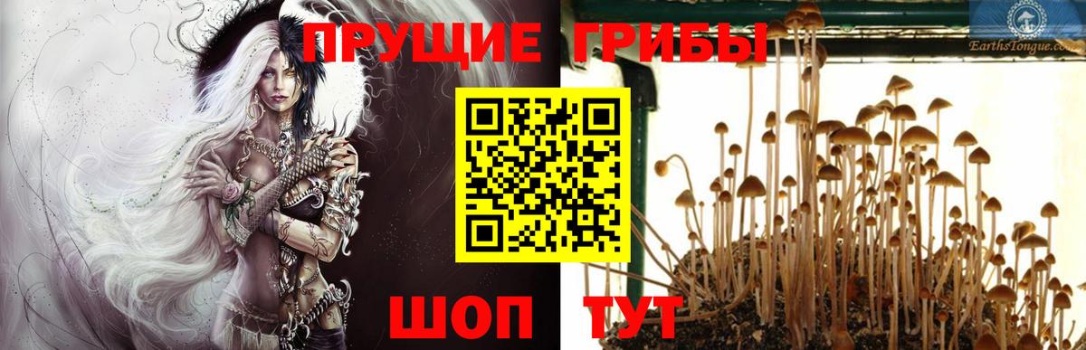 Галлюциногенные грибы Psilocybe Балаково